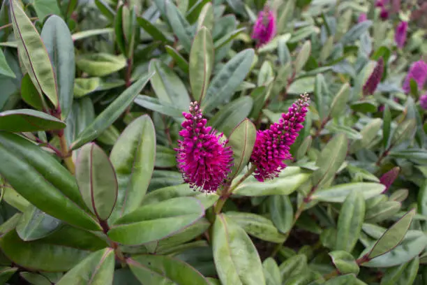 Hebe speciosa plant.  Purple inflorescences and evergreen foliage. Flowering decorative bush.