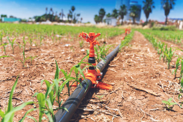 corn field in spring with irrigation system for water supply. - commercial sprinkler system imagens e fotografias de stock
