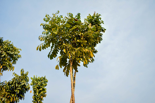 fruit loquat