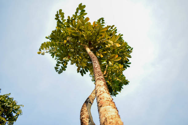 Andiroba, also known as andiroba-saruba, andiroba-branca, aruba, sanuba or canapé, is a large tree whose scientific name is Carapa guaianensis, whose fruits, seeds and oil can be found in natural product stores.