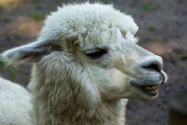istock Cute grey and white trimmed Alpaca 1263944064
