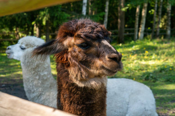 istock Cute brown and white trimmed Alpacas 1263944190