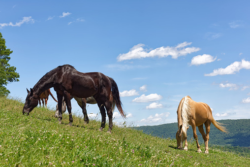 Horses peacefully graze in a grassy field surrounded by majestic green mountains, creating a picturesque natural landscape.