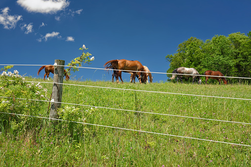 Modern electric farm fencing around a summer horse pasture.