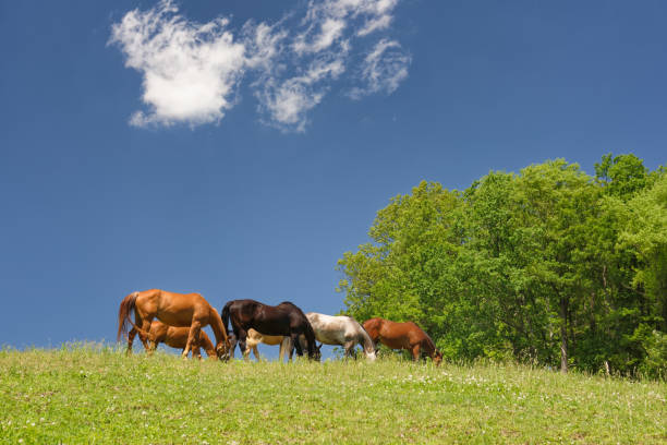 Horses grazing a high hillside on green grass under blue skies on a sunny summer day.