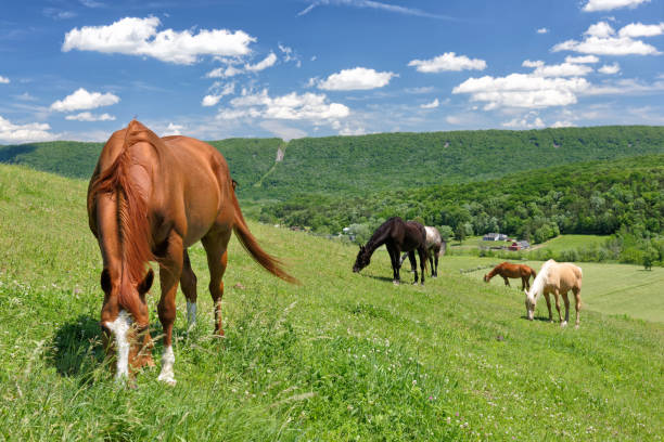 Horses grazing green grass on a summer hillside in sunshine in the Pennsylvania mountain landscape.