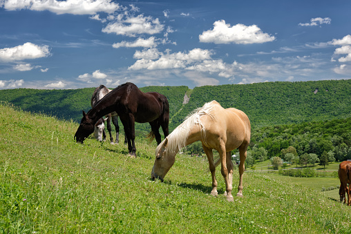 a majestic wild horse in summer in the Wyoming desert