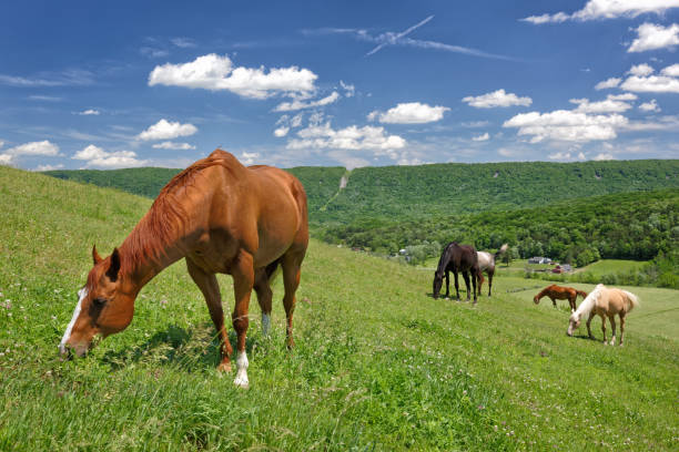 istock Horses Grazing Hillside Above Valley 1263945214