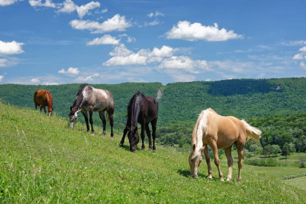 istock Horses Grazing On Hillside Pasture Grass 1263945238