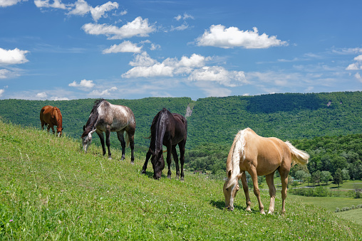 Thoroughbred horses grazing in a field at sunrise.