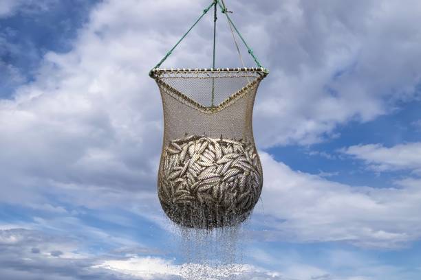 Scoop net with the fresh Pacific herring ( Clupea pallasii ) catch.