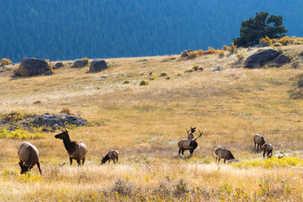 istock Elk Herd on a Beautiful Rocky Mountain Autumn Evening 1263947195