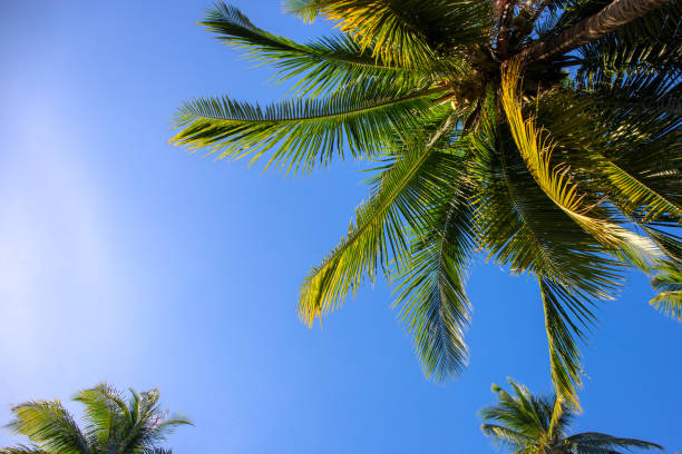 istock Sunny palm tree on blue sky background. Tropical island nature. Optimistic coco palm tree landscape. 1263947205