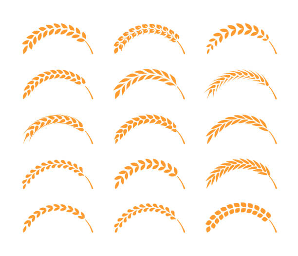 シンプルな小麦の耳のアイコンと小麦のデザイン要素のセット、有機小麦地元の農場の生鮮食品、パン屋 - whole wheat点のイラスト素材／クリップアート素材／マンガ素材／アイコン素材