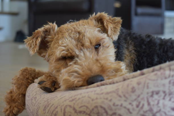 A cute dog rests in her bed A cute dog is resting in her bed. airedale terrier stock pictures, royalty-free photos & images