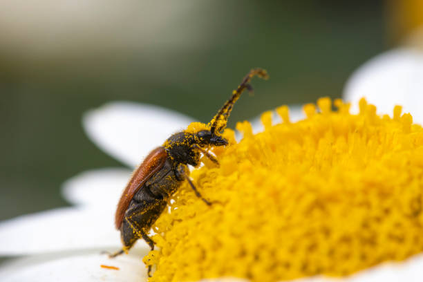 istock Strangalia melanura on Anthemis tinctoria 