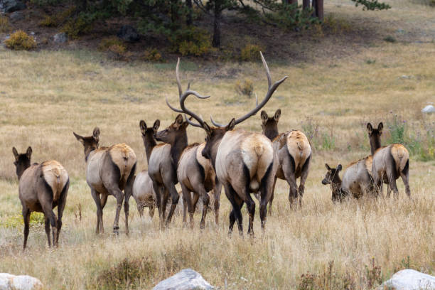 istock Elk Herd on a Beautiful Rocky Mountain Evening 1263951372