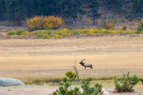 istock Elk Herd on a Beautiful Rocky Mountain Evening 1263951435