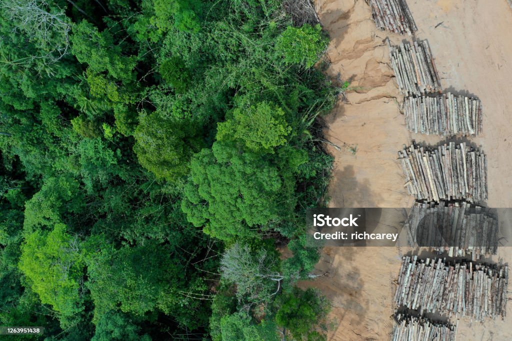 Deforestation and logging of rainforest. Logging. Aerial drone view of deforestation environmental problem in Borneo. Rain forest jungle destroyed for oil palm plantations Deforestation Stock Photo