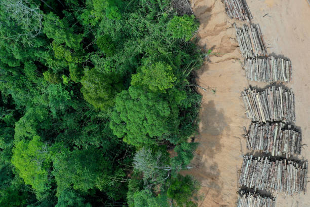 Deforestation and logging of rainforest. Logging. Aerial drone view of deforestation environmental problem in Borneo. Rain forest jungle destroyed for oil palm plantations deforestation stock pictures, royalty-free photos & images
