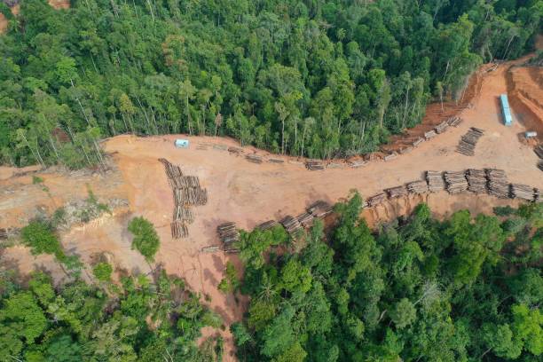 삼림 벌채및 열대 우림의 로깅. - aerial view lumber industry oil tropical rainforest 뉴스 사진 이미지