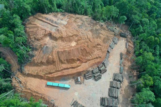 wylesianie i pozyskiwanie lasów deszczowych. - aerial view lumber industry oil tropical rainforest zdjęcia i obrazy z banku zdjęć