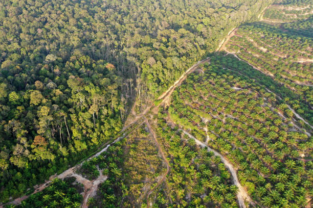 istock Palm oil plantation at rainforest edge 1263951451