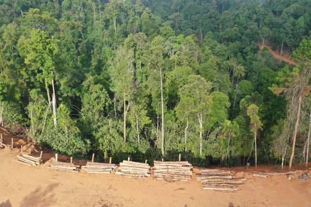 삼림 벌채및 열대 우림의 로깅. - aerial view lumber industry oil tropical rainforest 뉴스 사진 이미지