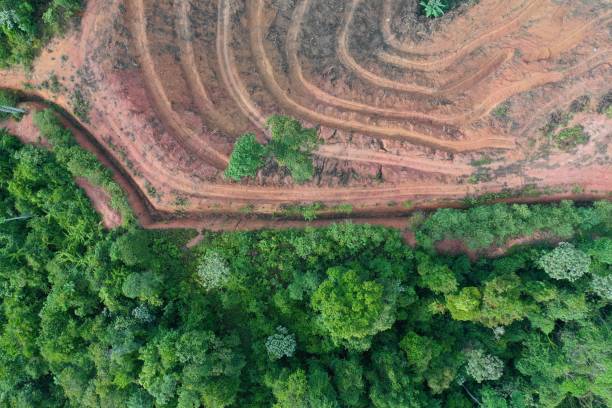 обезлесение и вырубка тропических лесов. - aerial view lumber industry oil tropical rainforest стоковые фото и изображения