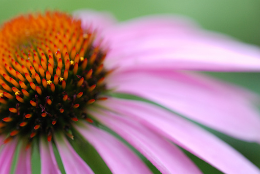 Close-up of a pink coneflower, off-center, with tiny yellow stars.  Photographing like this reminds me of shooting stars.