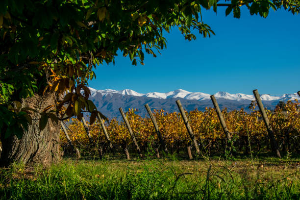 vineyards next to the Andes mountain range in Mendoza Argentina vineyards next to the Andes mountain range in Mendoza Argentina in Tunuyán, Mendoza Province, Argentina argentina nature andes autumn stock pictures, royalty-free photos & images