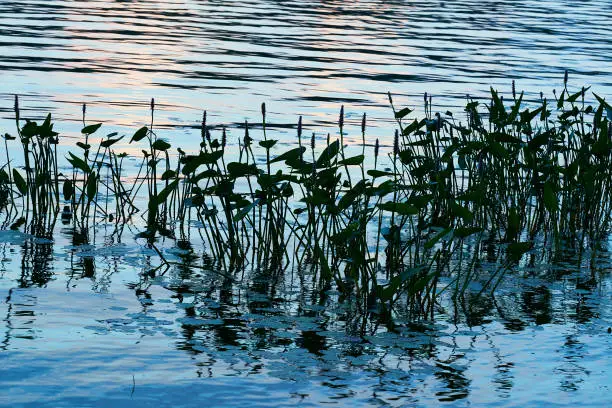 Water Plants on Lake at Sunset in Haliburton, ON, Canada