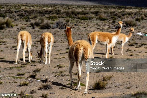 Vicuñas On The Slopes Of Chimborazo Volcano Stock Photo - Download Image Now - Ecuador, Animal Wildlife, Chimborazo