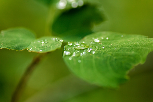 green leaf close-up