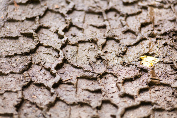In Western Colorado Tire Tread Imprint Marks in Mud Background (Shot with Canon 5DS 50.6mp photos professionally retouched - Lightroom / Photoshop - original size 5792 x 8688 downsampled as needed for clarity and select focus used for dramatic effect)