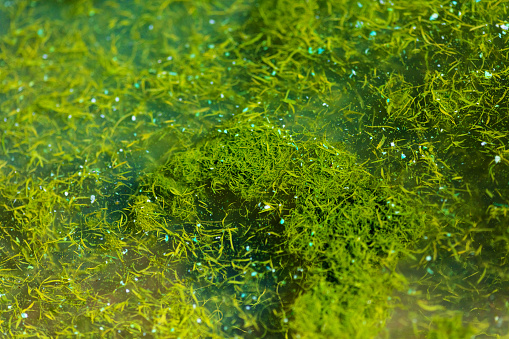 In Western Colorado Moss and Air Bubbles in Shallow Part of Lake Blue Green Algae (Shot with Canon 5DS 50.6mp photos professionally retouched - Lightroom / Photoshop - original size 5792 x 8688 downsampled as needed for clarity and select focus used for dramatic effect)