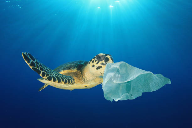 istock Plastic pollution and Sea Turtle underwater 1263954753