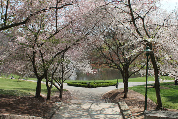 istock Walkway covered by cherry blossom trees 1263954755