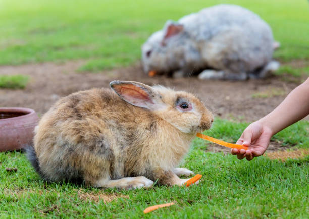 istock Beauty rabbit with carrot at zoo 1263959467