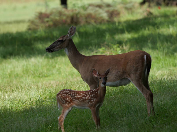 istock Doe and fawn 1263962320