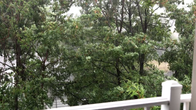 Trees Blow in Strong Hurricane wind and rain, view from balcony