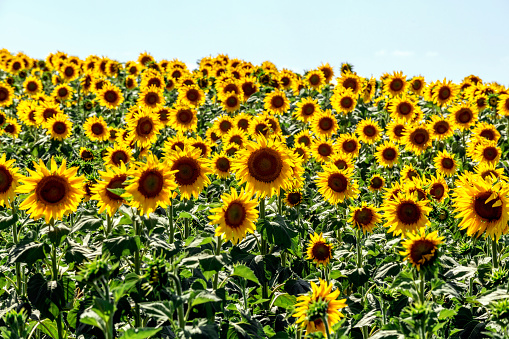 Horizontal image of a sunflower field