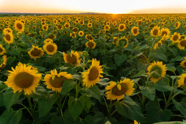 istock A beautiful field with sunflowers 1263964369