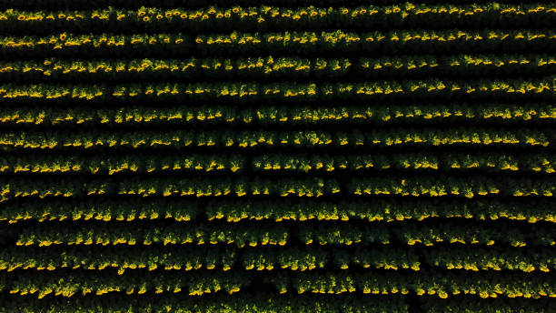 istock Beautiful sunflower field during sunset. 1263964398