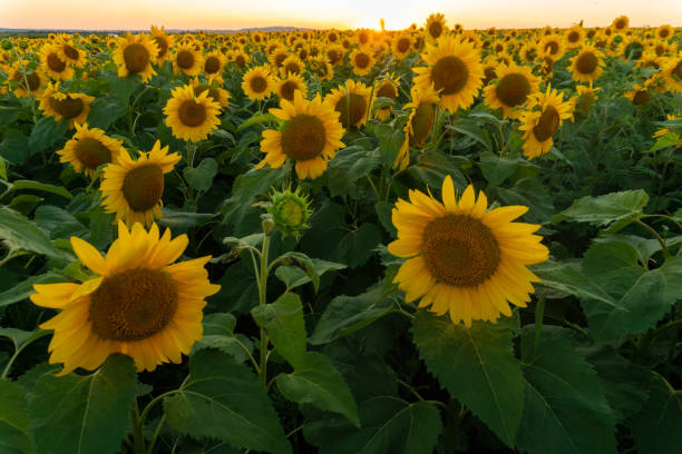 istock A beautiful field with sunflowers 1263964405