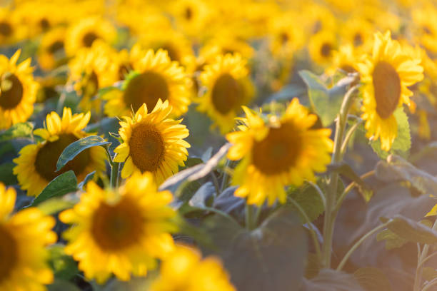 istock Beautiful sunflower field during sunset 1263964675