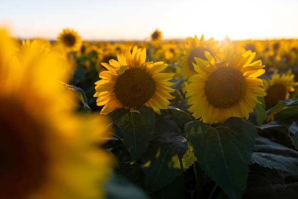 istock A beautiful field with sunflowers 1263964684