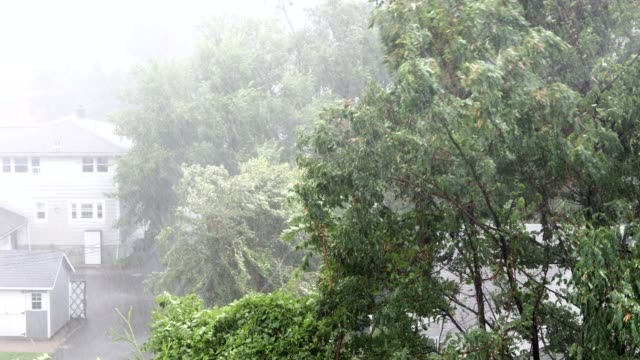 Trees Blow in Strong Hurricane wind and rain