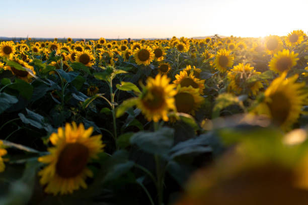 istock A beautiful field with sunflowers 1263964753