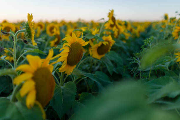 istock A beautiful field with sunflowers 1263965292